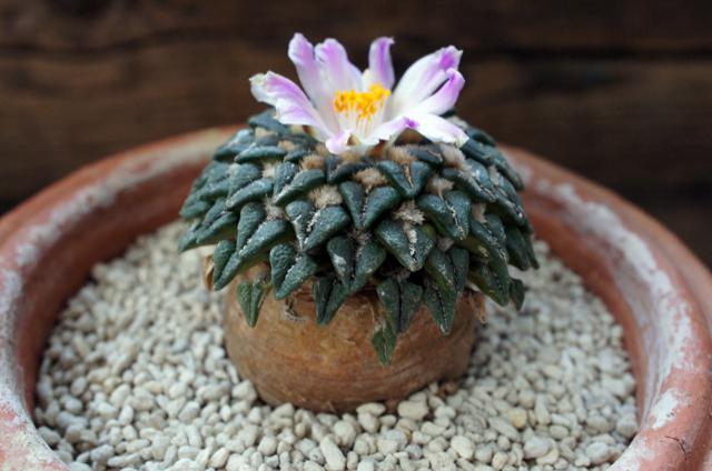 isla del pescado - Ariocarpus kotschoubeyanus var. macdowellii-姫
