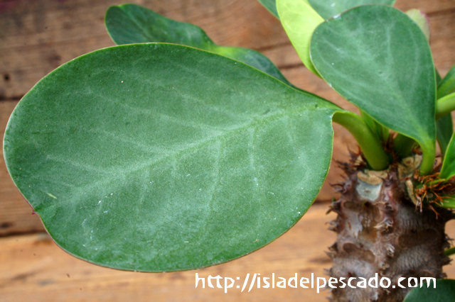 isla del pescado - Euphorbia aureoviridiflora-ユーフォルビア