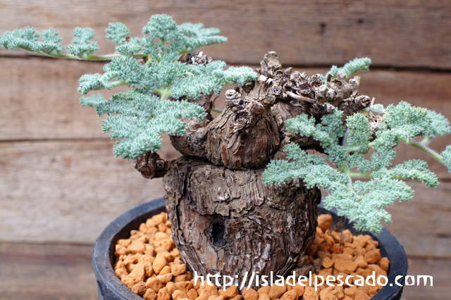 isla del pescado - Pelargonium triste-ペラルゴニウム・トリステ