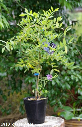 山野草の石田精華園 / 二度目の花を確認 藤 苗 アメリカフジ