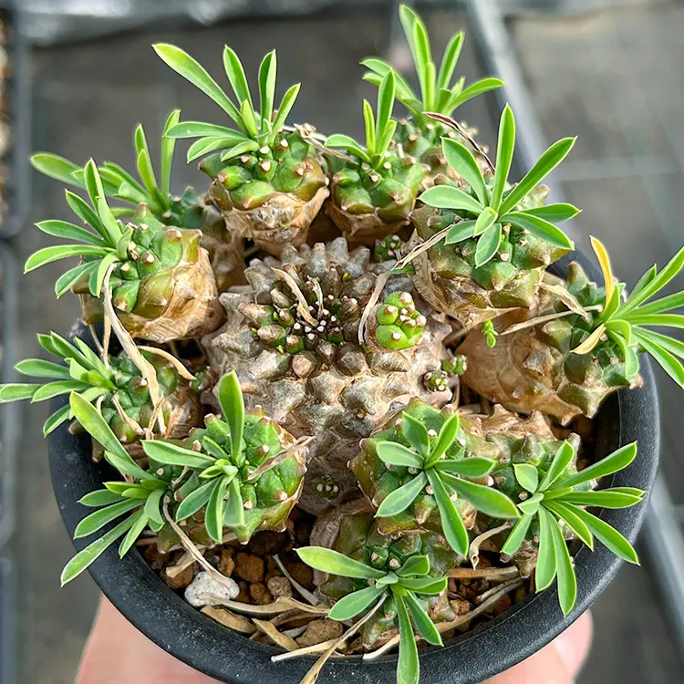 ユーフォルビア 峨眉山の育て方