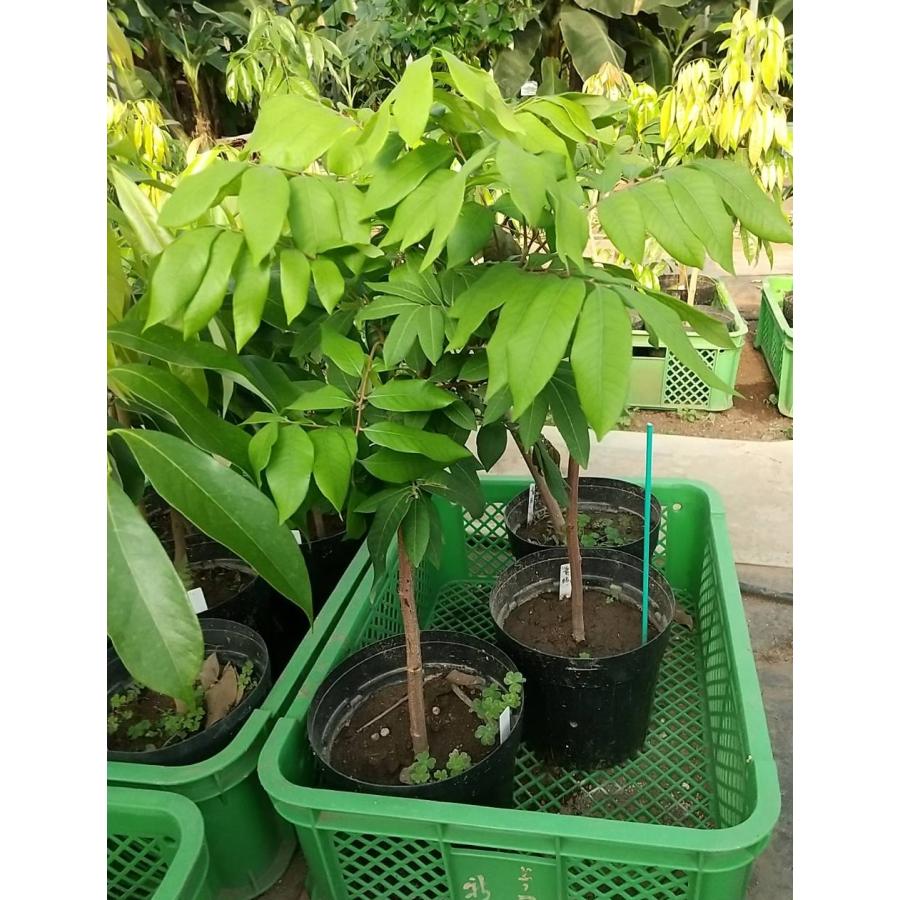 竜眼苗（ロンガン、リュウガン、龍眼）取木苗 : ちたフルーツビレッジ