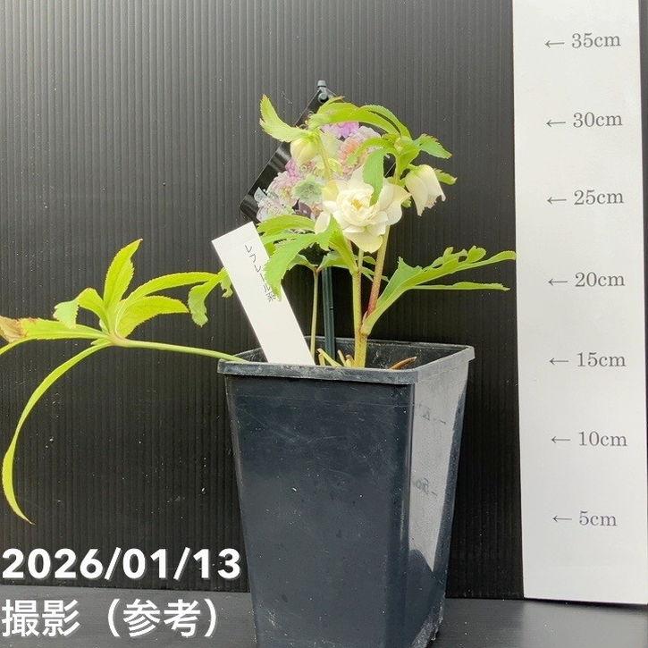 一点物】堀切園 クリスマスローズ ウィンターシンフォニー レフレール