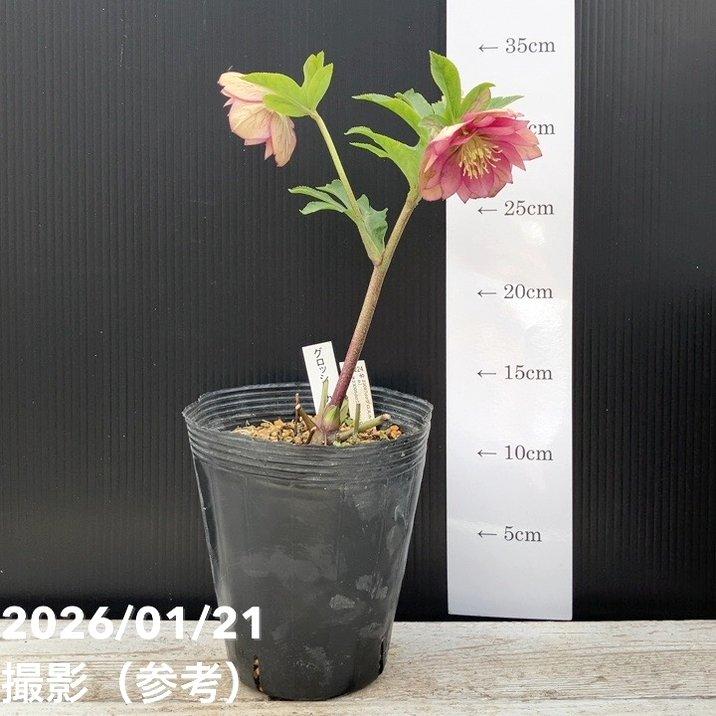 お買い得一点物咲き進み株】加藤農園 クリスマスローズ グロッシー