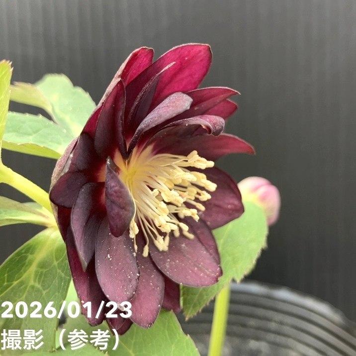 お買い得一点物咲き進み株】加藤農園 クリスマスローズ チョコレート