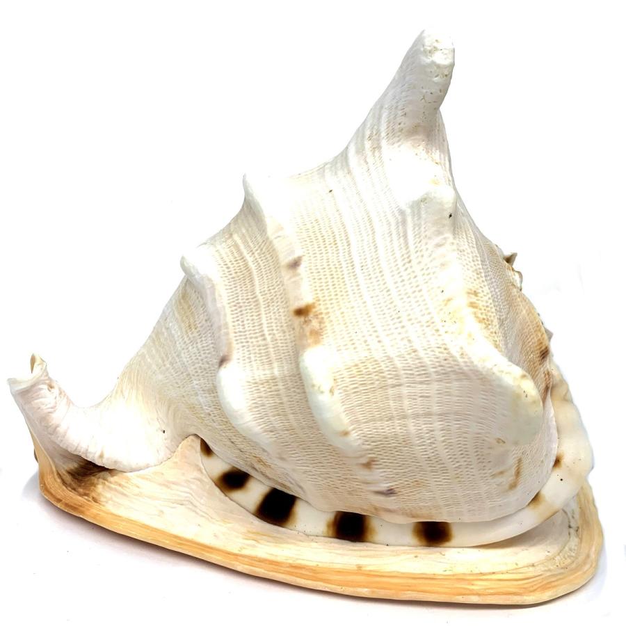 トウカムリ貝 【 デッサン スケッチ 絵画 モデル 貝殻 】 : 画材