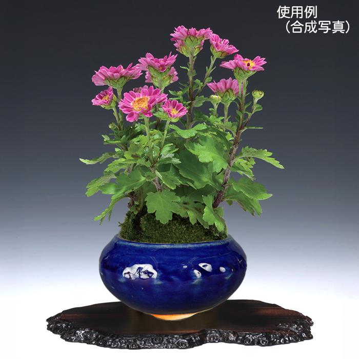 盆栽鉢 「広東色小鉢」 植木鉢 中国鉢 色小鉢 4号 11.5cm 小品盆栽