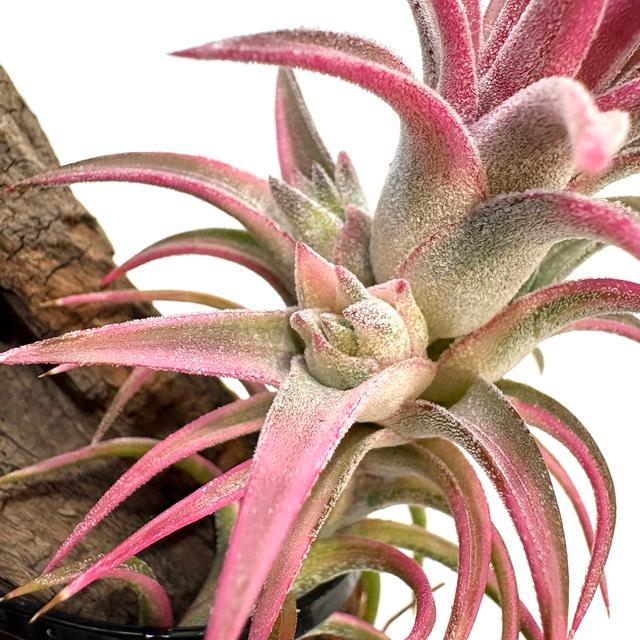 現品) チランジア イオナンタ バンハイニンギー 斑入り (No.22320