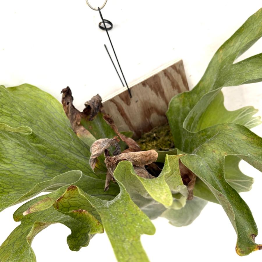 現品) ビカクシダ スパーバム (No.40773) (コウモリラン 観葉植物