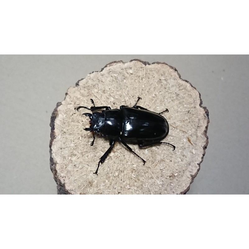 ギラファノコギリクワガタ・亜種マキタ ♂90mm ♀50mmペア（ブリード