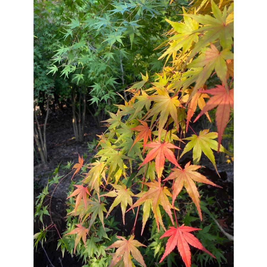 モミジ（紅葉）/イロハモミジ（伊呂波紅葉） 単木 樹高1.0m前後 ポット