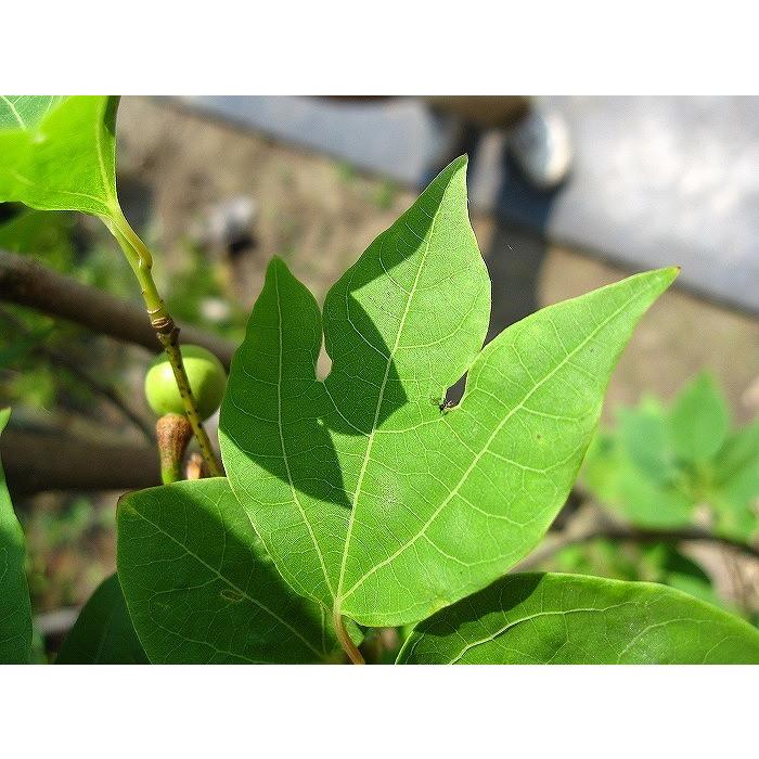 大型商品】シロモジ（白文字） 株立 樹高2.5m前後 露地苗 低木 落葉樹