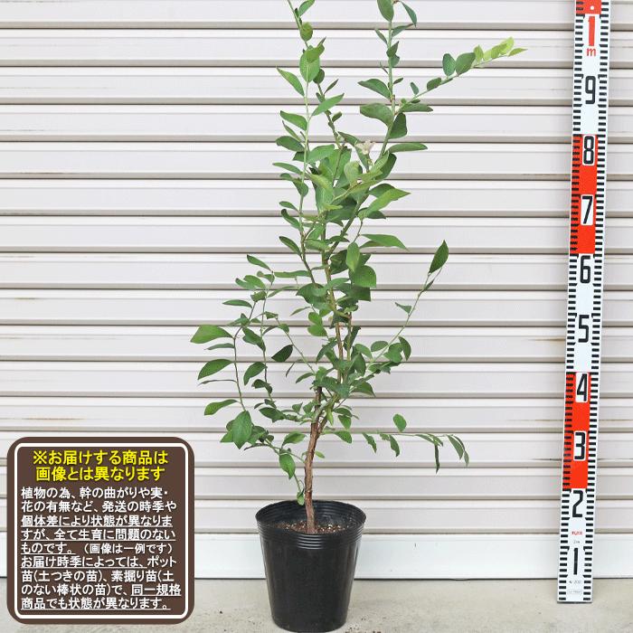 ホームベル】 3年生苗 6号ポット ラビットアイ系・ブルーベリー