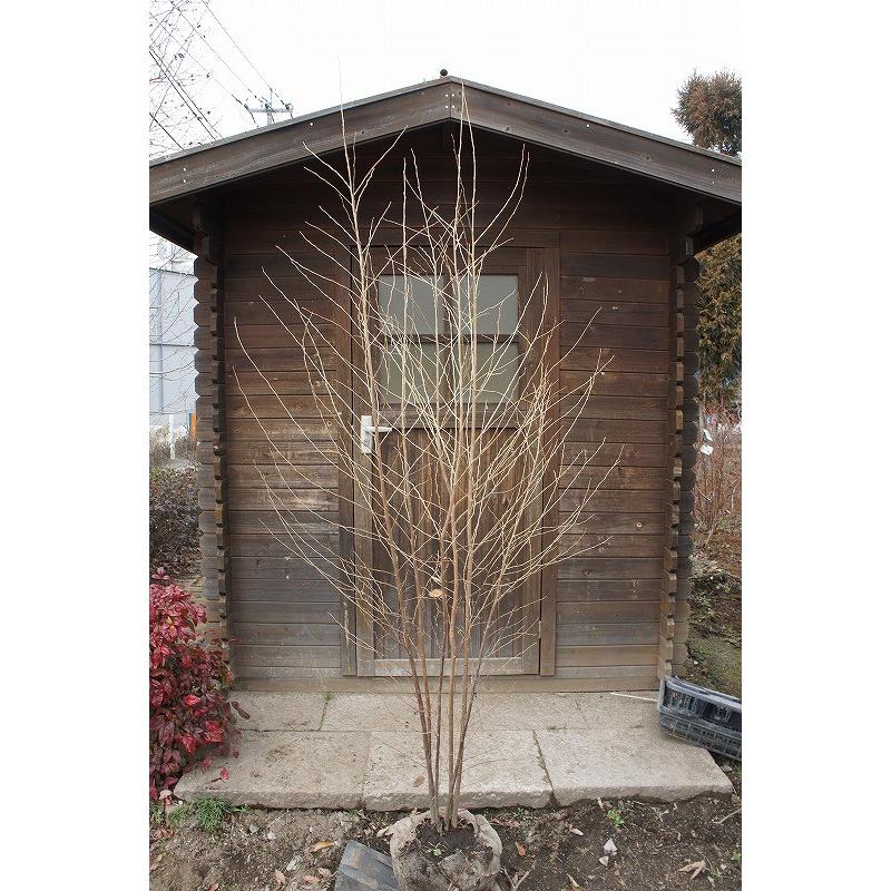 エゴノキ 株立 樹高1.8m前後 露地苗 シンボルツリー 落葉樹 : ガーデン