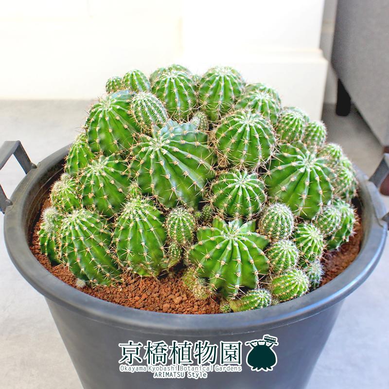 現品】サボテン エキノプシス・ハイブリッド 15号（1） : 花のアリマツ