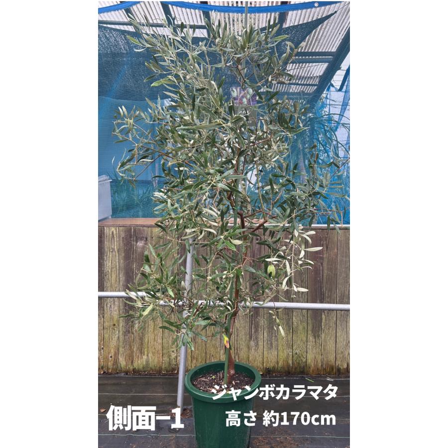 小倉園 オリーブ・ジャンボカラマタ 10号鉢 オリーブの木 鉢植え 庭木