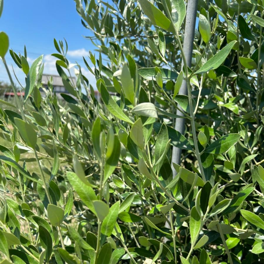 小倉園 オリーブ・カラマタ 接木 8号鉢 オリーブの木 鉢植え 庭木 超