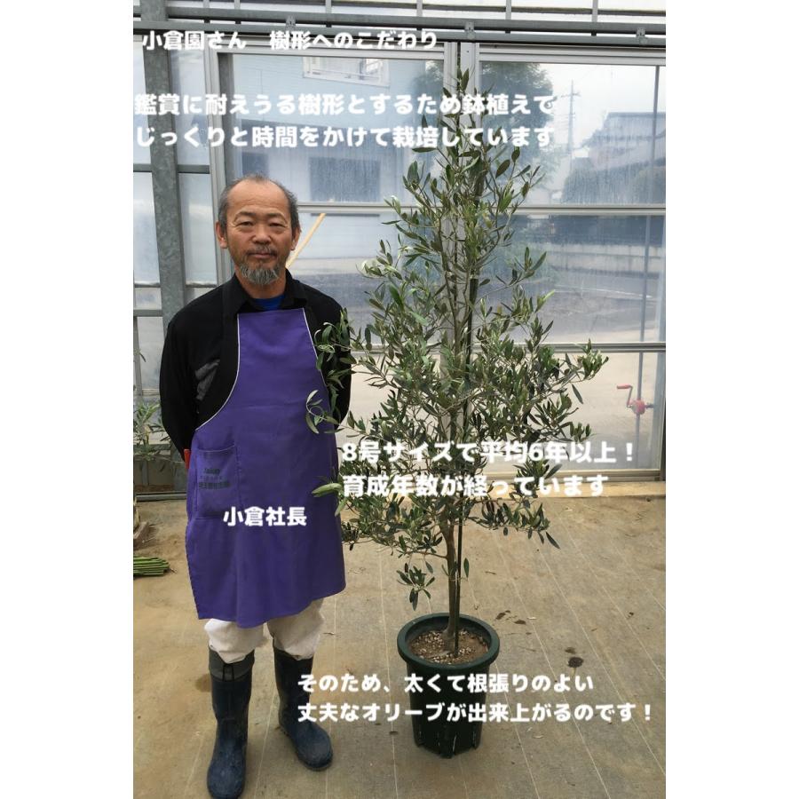 小倉園 オリーブ・バルネア 8号鉢 オリーブの木 鉢植え 庭木 希少 現品