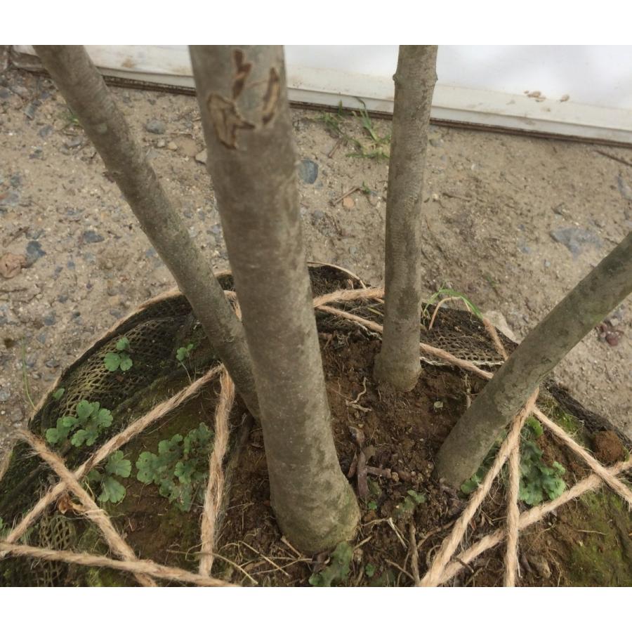 アオダモ 4本株立ち 約2.4m 現品発送 一点物特大株 : 大福樹苗園