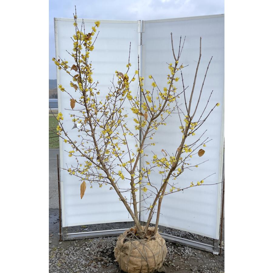 満月ロウバイ 株立ち 約1.8m 現品発送 超特大株 植木苗木大苗 満月