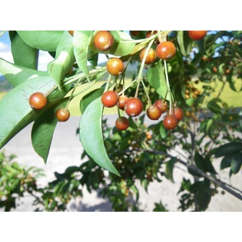 ソヨゴの木 株立ち 約2.2m 現品発送 美樹形株 特大株 植木苗木 赤い実