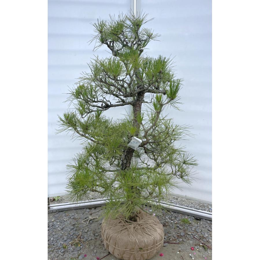 黒松 約1.4m 超特大株 現品発送 一点物 段仕立て 植木 苗木 大苗 段