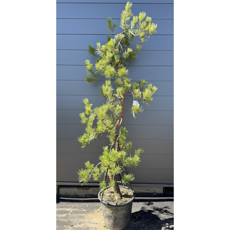 超希少 天目松 約1.4m 一点物 超特大株 現品販売 植木 苗木 大苗