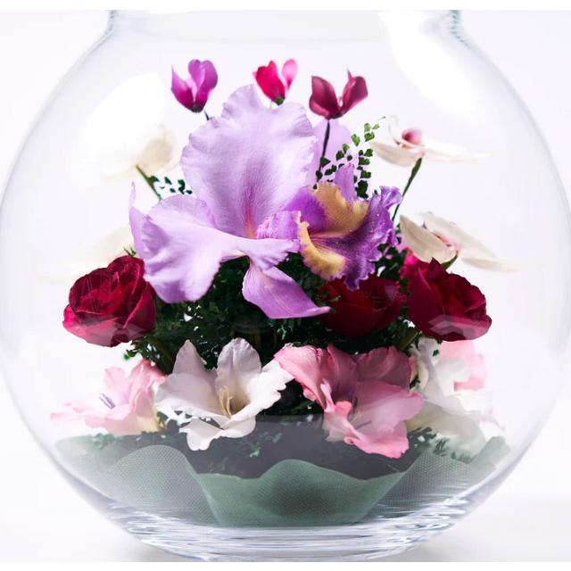 レンデフロール カトレア 胡蝶蘭 シクラメン グラジオス ドライ