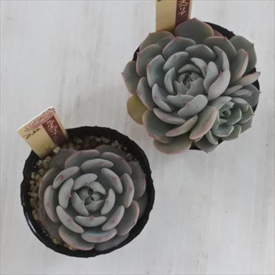 多肉植物 oriミックスベリア No.032 眠り姫 おらいさん苗 送料無料