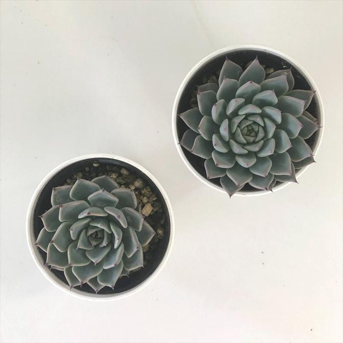 日本花キ流通 多肉植物 hxエケベリア 沙羅姫牡丹×コロラータアテマ