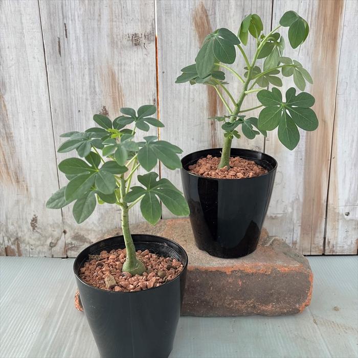 日本花キ流通 多肉植物 sdアデニア グラウカ 実生 多肉植物 塊根植物