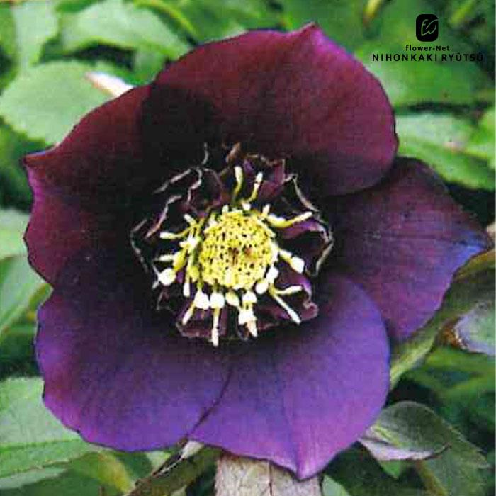 クリスマスローズ苗 セミダブル パープル 杉山交配 9cmポット 宿根草