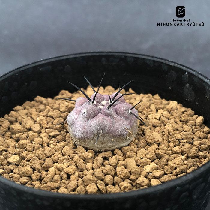 日本花キ流通 caコピアポア 黒王丸 実生 送料無料 サボテン 9cmポット