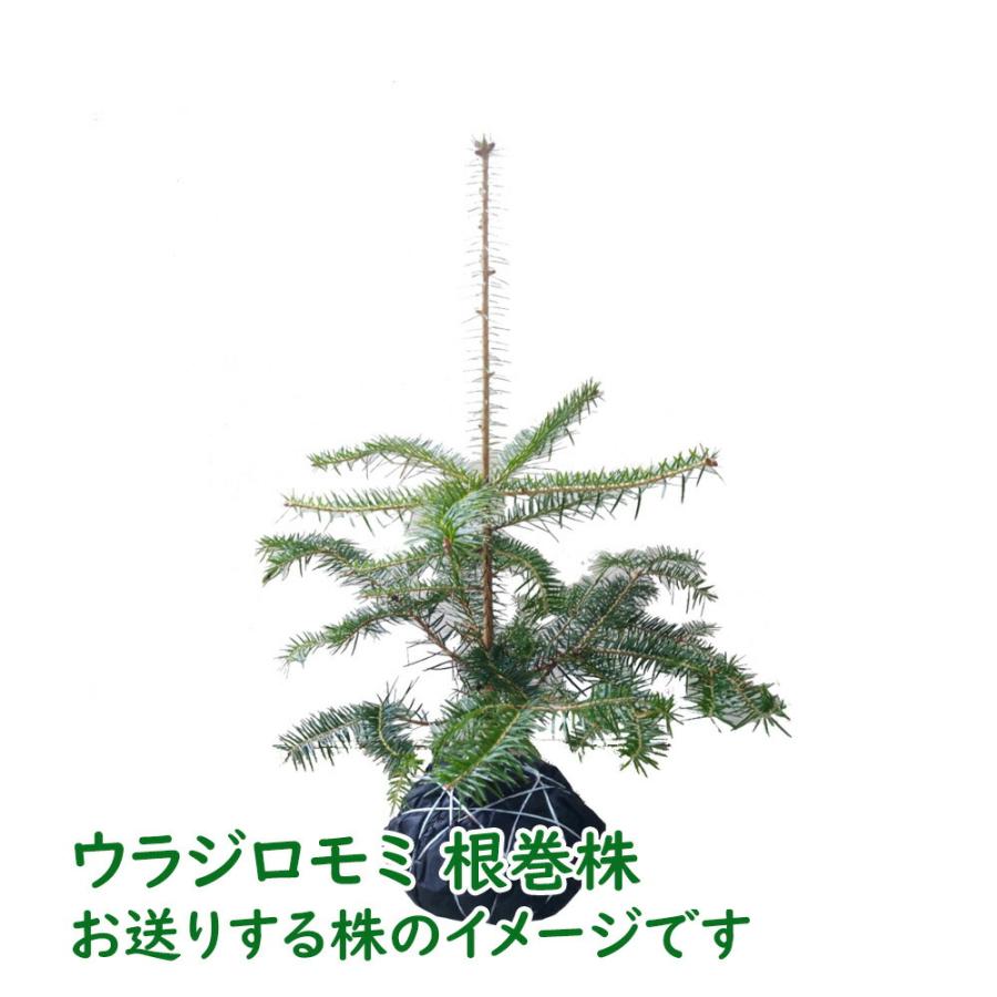 ウラジロモミ 植え込み株 クリスマスツリー 樹高約50cm前後 鉢・鉢皿