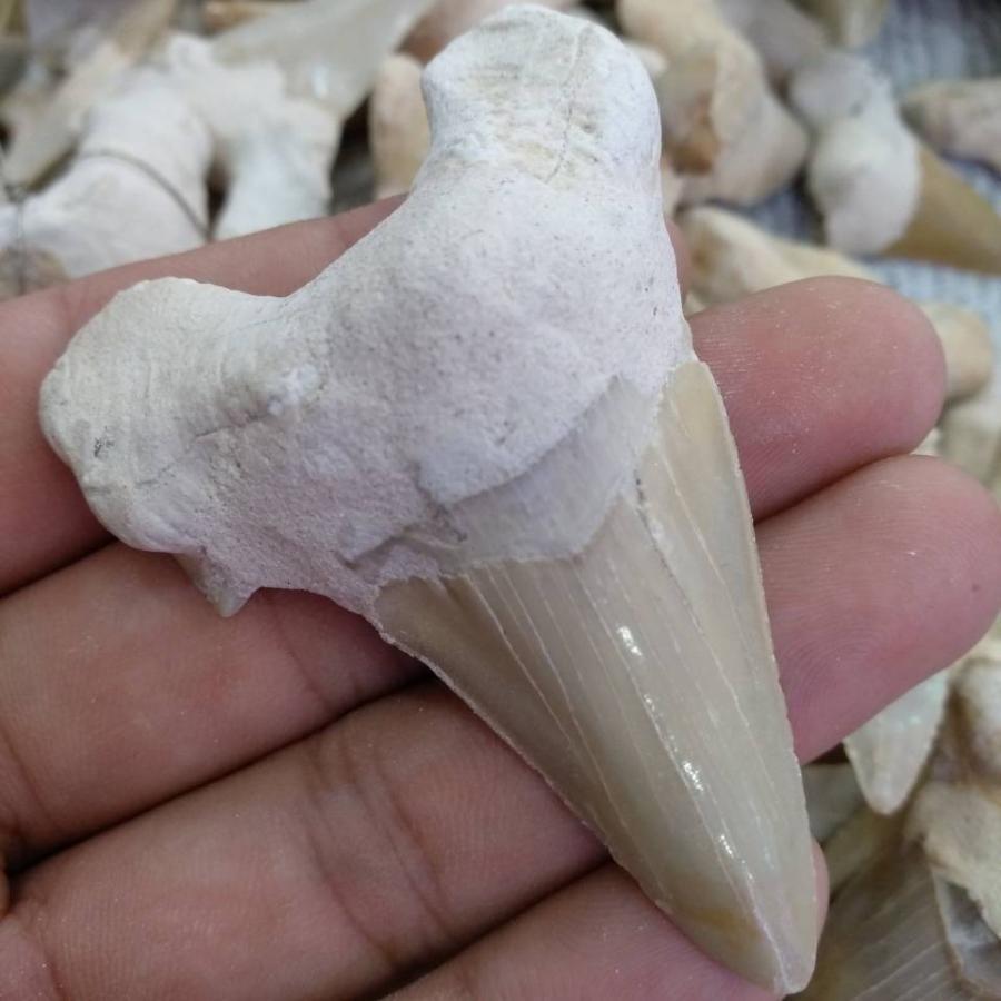 1 本の巨大な美しいメガロドン歯化石サメの歯 : FUKU Store - 通販