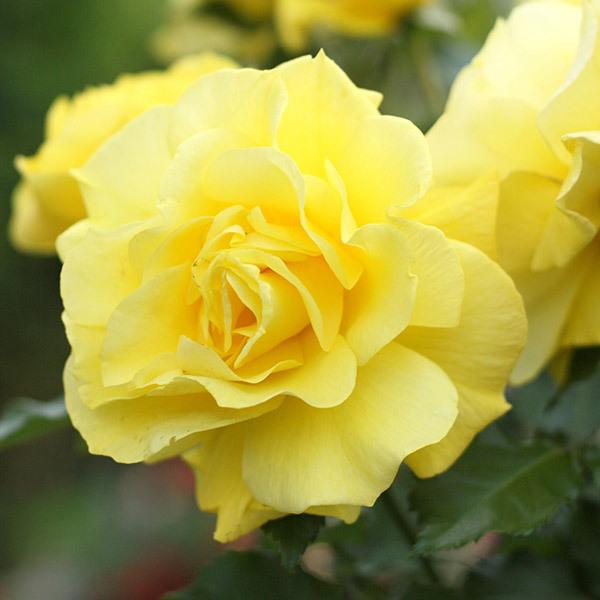 バラ苗 予約 スタンダードローズ 2026 フリージア Friesia STD 1.2m