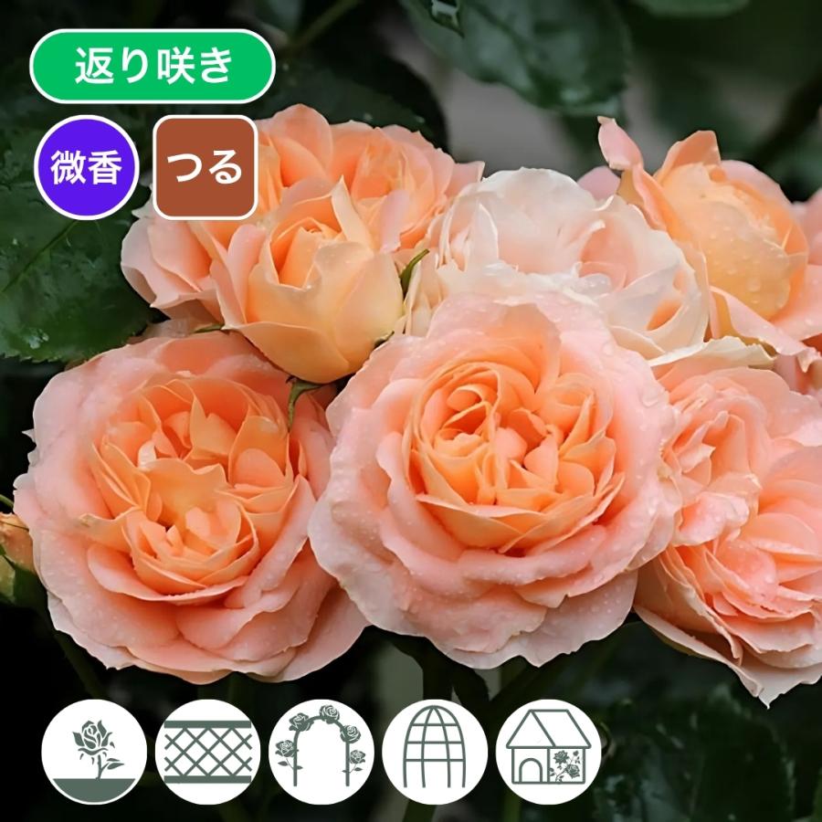 バラ苗 予約新苗 2026 サマー ドリーム Summer Dream 国産ノイバラ台木