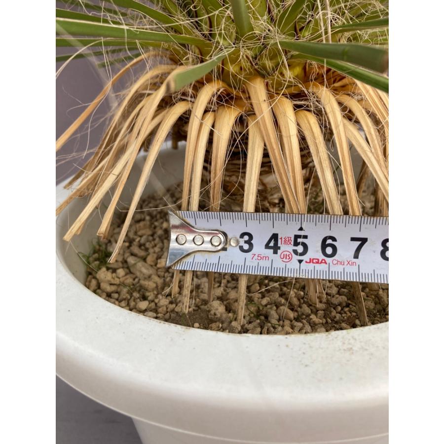 ユッカ・エラータ ドライガーデン 10号鉢 送料無料 : 日本ライン花木