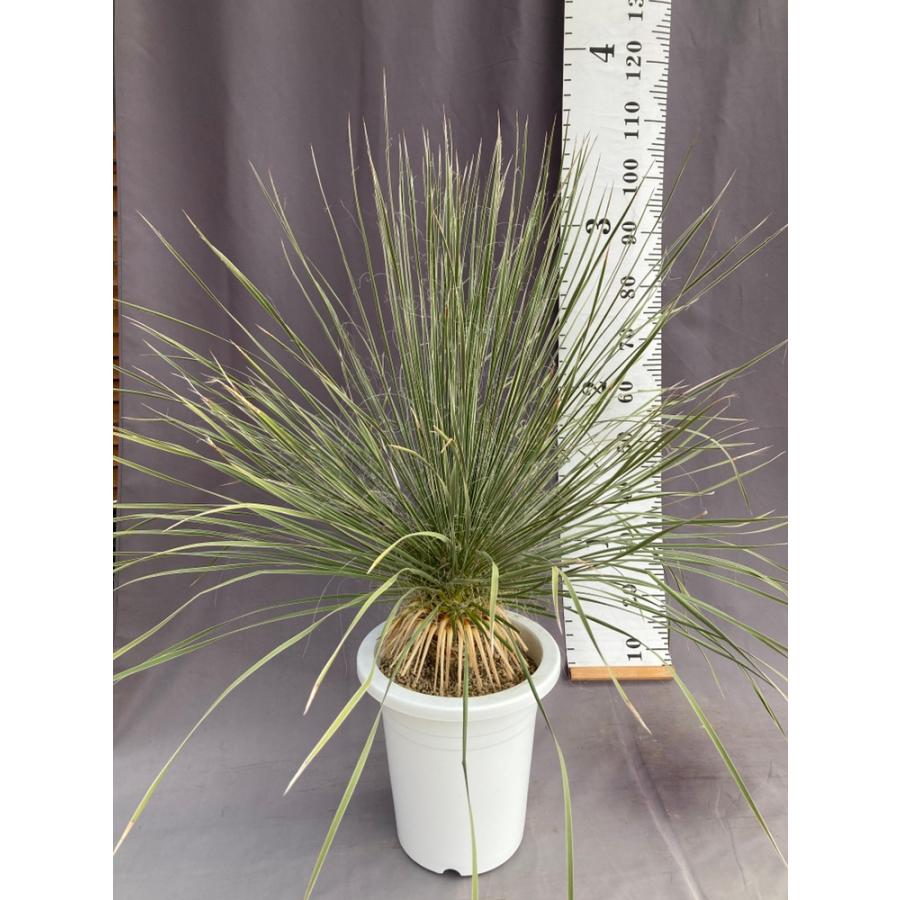 ユッカ・エラータ ドライガーデン 10号鉢 送料無料 : 日本ライン花木