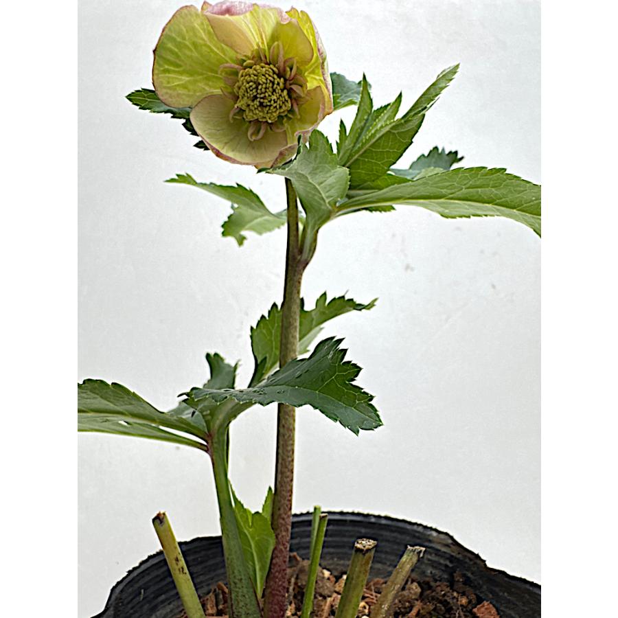 クリスマスローズ 開花苗 067 プランタンセミダブル : 花郷園 KAGOEN