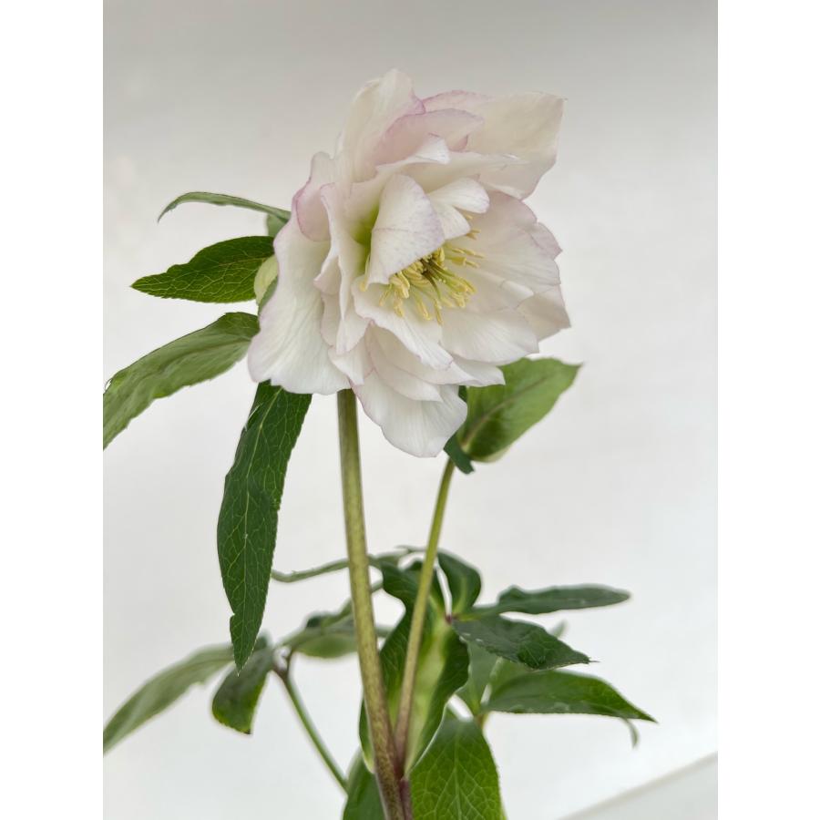 クリスマスローズ 開花苗 132 サクラホワイト : 花郷園 KAGOEN NURSERY