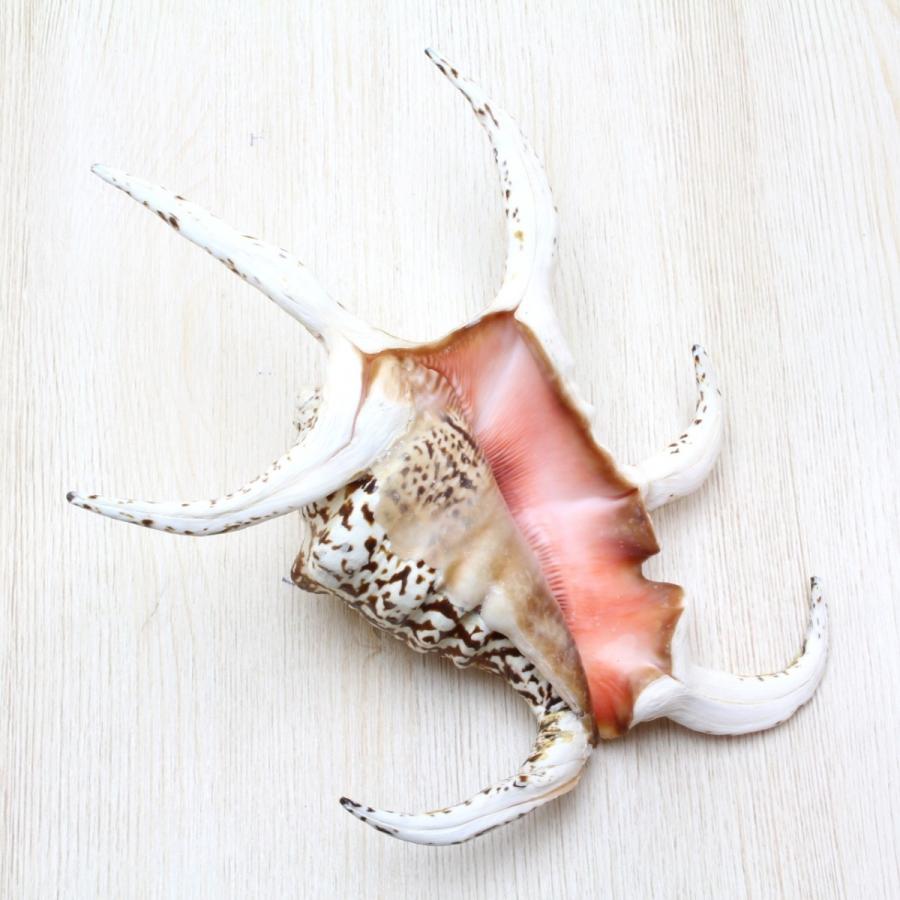 スイジガイ（水字貝）Lサイズ 貝殻 約18〜20cm 標本 インテリア 天然