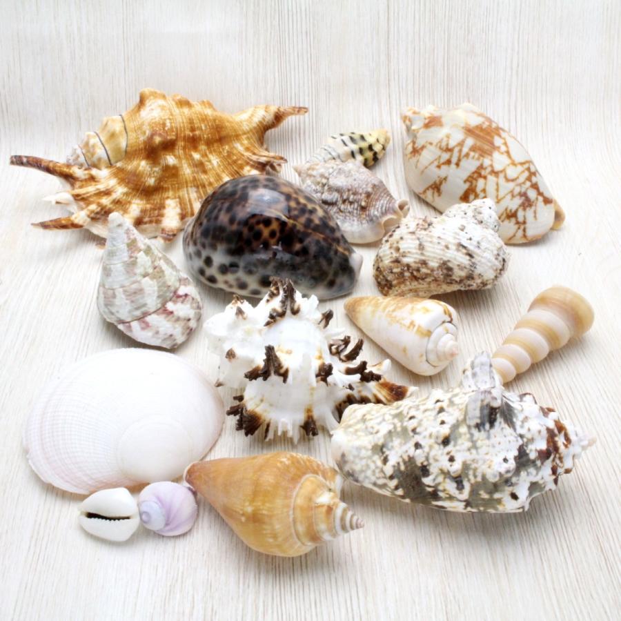 マリンシェルパック 貝殻 約320〜350g 素材 詰め合わせ ハンドメイド