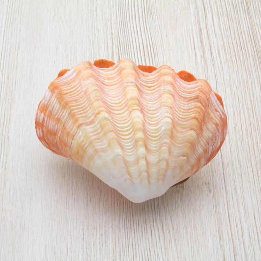 ヒメシャコガイ（両面）オレンジ 貝殻 約8〜10cm コレクション
