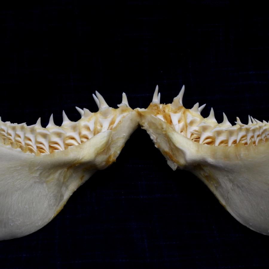 サメ 標本】アオザメNo.166 顎骨標本 サメの歯 コレクション 教材