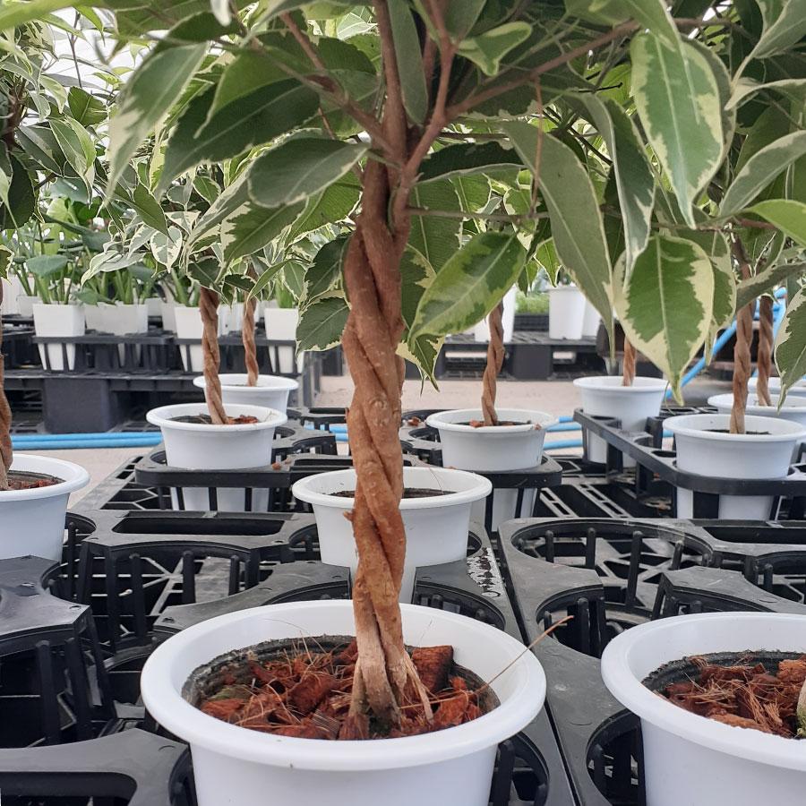 吉本花城園 1000円ポッキリ！ 観葉植物 ベンジャミン ゴールデン