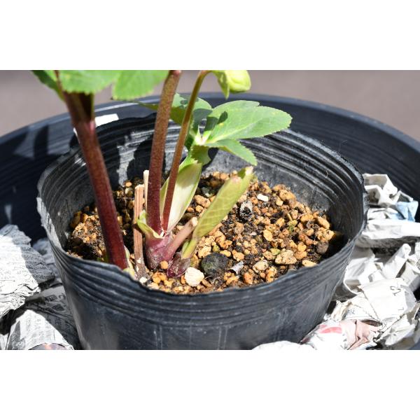 クリスマスローズ開花株 DDメロンゴールド 488 現品限り : 金井園芸