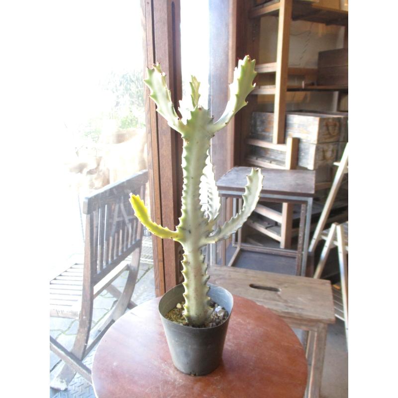 ユーフォルビア ラクテア ホワイトゴースト 4号鉢サイズ 鉢植え 薫る花