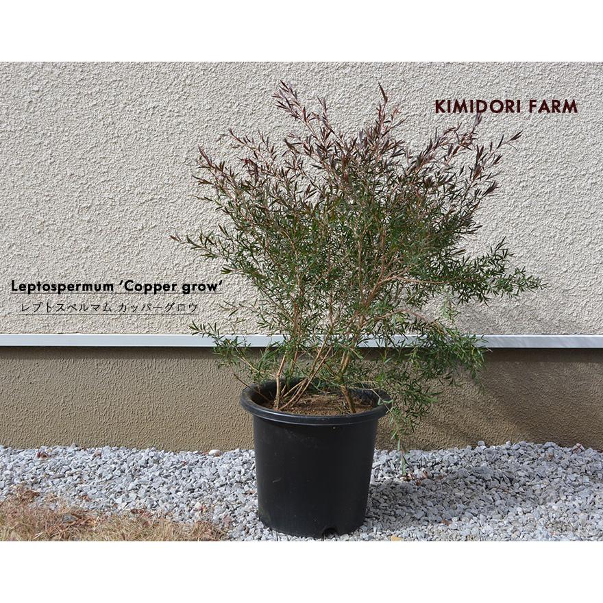 メラレウカ レプトスペルマム カッパーグロウ 約50-70cm ティーツリー