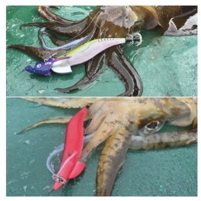 メジャークラフト エギゾーtrスマートフィット 3.5号 : KTS SHOP